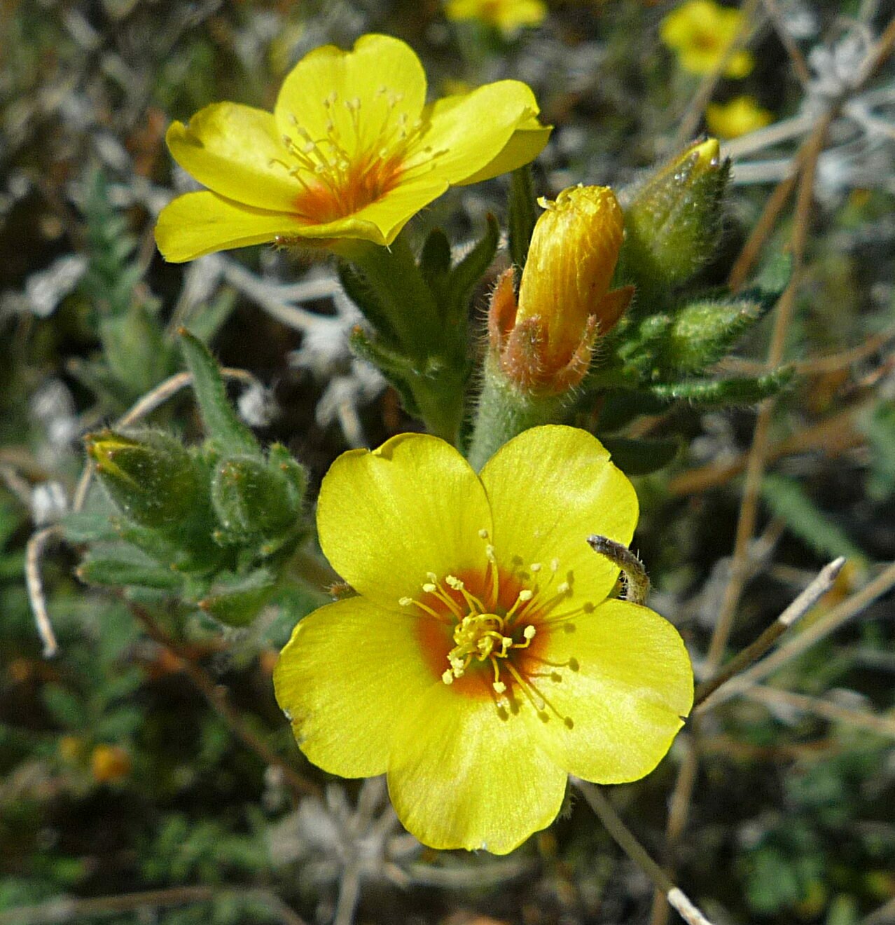 High Resolution Mentzelia veatchiana Flower